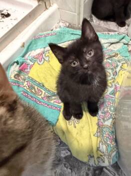 Bunker -  Domestic Short Hair Cat for Adoption in Wheaton, Illinois - Bunker | PetCurious