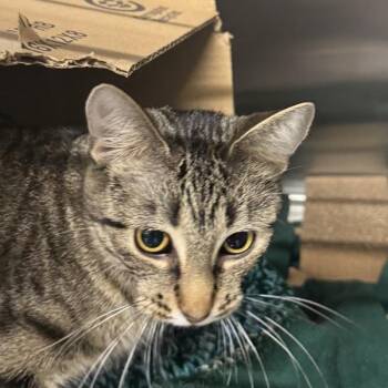 Little Princess -  Domestic Short Hair Cat for Adoption in Des Moines, Iowa - Little Princess | PetCurious