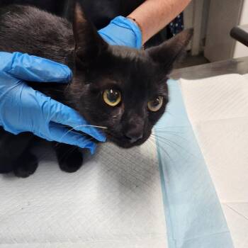 Domestic Short Hair Cats Available for Adoption in Summerville, South Carolina - Armando | PetCurious