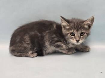 Venus -  Domestic Short Hair Cat for Adoption in Minneapolis, Minnesota - Venus | PetCurious