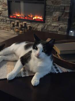 BonBon -  Domestic Short Hair Cat Available for Adoption in Bellmawr, New Jersey - BonBon | PetCurious