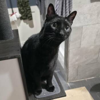 Spooky -  Domestic Short Hair Cat for Adoption in Kansas City, Missouri - Spooky | PetCurious