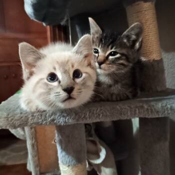 Rescue Domestic Short Hair Cats for Adoption in Ardmore, Oklahoma - One | PetCurious