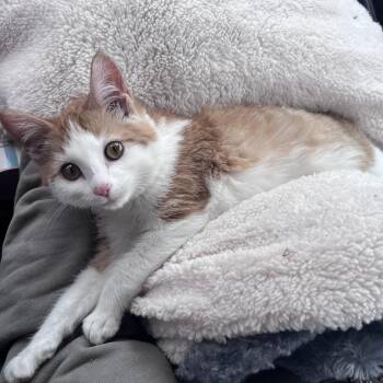 Beach Bum -  American Shorthair Cat for Adoption in Greensboro, North Carolina - Beach Bum | PetCurious