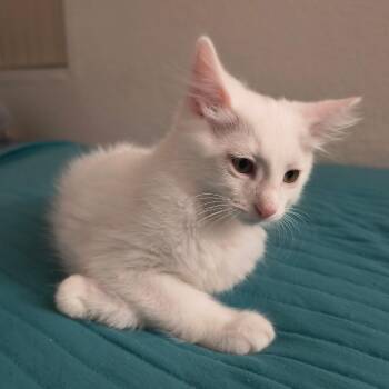 Domestic Short Hair Cats Available for Adoption in Long Beach, California - Alex | PetCurious