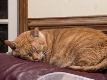 Domestic Short Hair Cats Available for Adoption in Charlotte, North Carolina - Mango Man - Aka Patsy | PetCurious