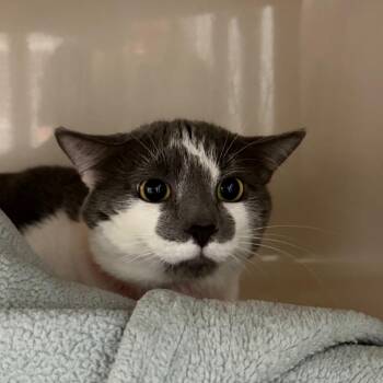 Cassius -  Domestic Short Hair Cat for Adoption in Watertown, New York - Cassius | PetCurious