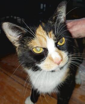 Rescue Domestic Short Hair Cats for Adoption in Breinigsville, Pennsylvania - Dahlia | PetCurious