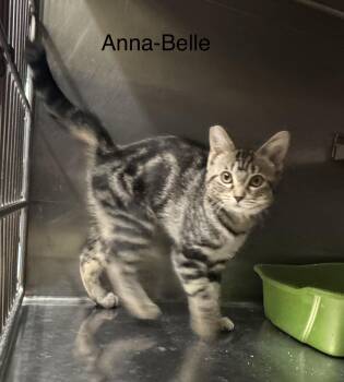 Anna-Belle -  Domestic Short Hair Cat for Adoption in Ulster, Pennsylvania - Anna-Belle | PetCurious