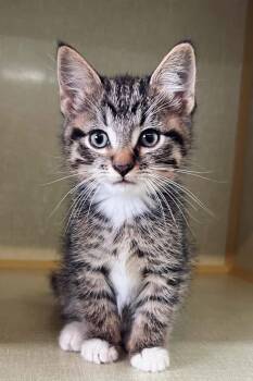 Rescue Domestic Medium Hair Cats for Adoption in Peace River, Alberta - Chai | PetCurious