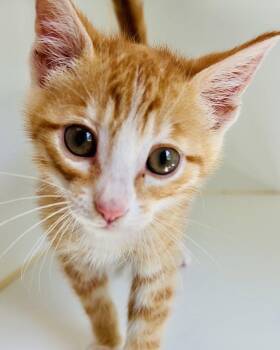 Anaheim -  Domestic Short Hair Cat Available for Adoption in Oakland, California - Anaheim | PetCurious