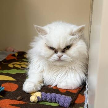 Angel -  Persian Cat Available for Adoption in Elyria, Ohio - Angel | PetCurious