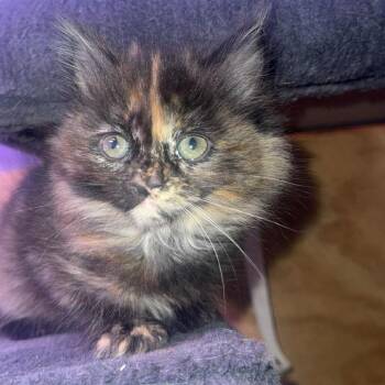 Domestic Medium Hair Cats Available for Adoption - Lyra | PetCurious