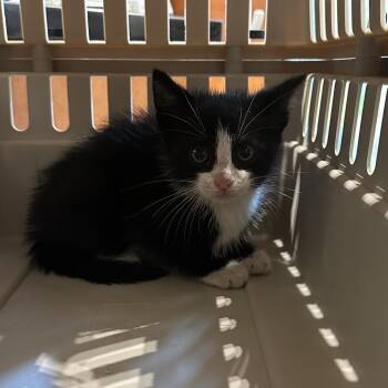 Domestic Short Hair Cats Available for Adoption in Roanoke, Virginia - Lobster | PetCurious