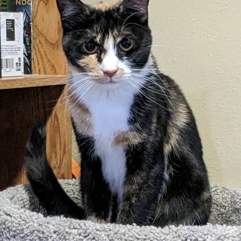 Rescue Domestic Short Hair Cats for Adoption in Layton, Utah - Azula | PetCurious