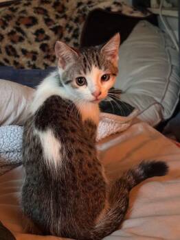 Audrey -  Domestic Short Hair Cat for Adoption in St. Augustine, Florida - Audrey | PetCurious