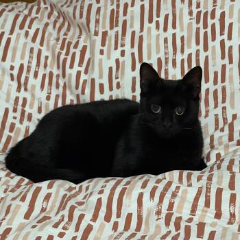 Tilty Poo -  Domestic Short Hair Cat for Adoption in Pompano Beach, Florida - Tilty Poo | PetCurious