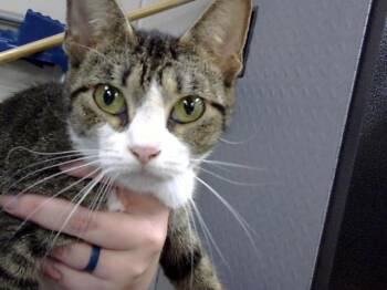 Domestic Short Hair Cats Available for Adoption in Pasadena, Texas - A184334 | PetCurious