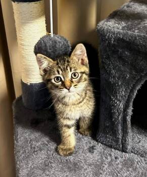 Rescue Tabby Cats for Adoption in Ypsilanti, Michigan - Habenaro | PetCurious