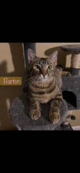 Barton -  American Shorthair Cat for Adoption in Dixon, California - Barton | PetCurious