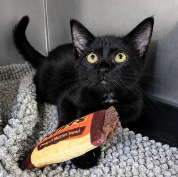 Kitten Crash -  Domestic Short Hair Cat for Adoption in Cuyahoga Falls, Ohio - Kitten Crash | PetCurious
