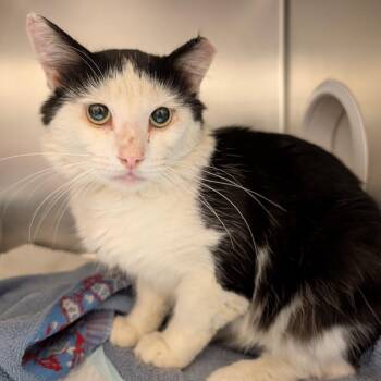 Ocean -  Domestic Medium Hair Cat for Adoption in Pittsburgh, Pennsylvania - Ocean | PetCurious