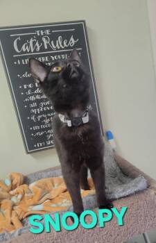 Rescue Domestic Short Hair Cats for Adoption in Rome, Georgia - Snoopy Leonidas | PetCurious
