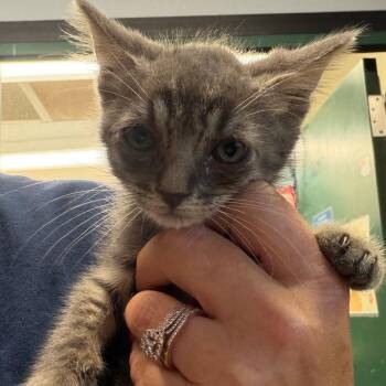 Santiago -  Domestic Medium Hair Cat for Adoption in Lake Jackson, Texas - Santiago | PetCurious