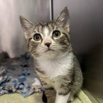 Taffy -  Domestic Short Hair Cat for Adoption - Taffy | PetCurious