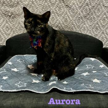 Rescue Domestic Short Hair Cats for Adoption in Carmel, Indiana - Aurora | PetCurious