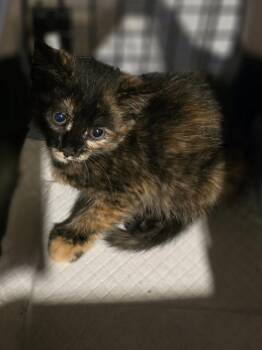 Domestic Short Hair Cats Available for Adoption in Metamora, Illinois - Coral | PetCurious