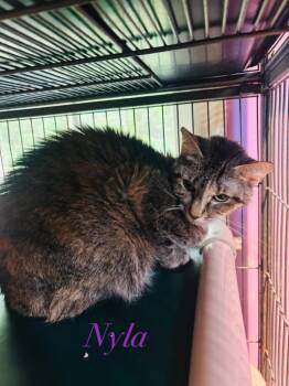 Nyla -  Domestic Short Hair Cat for Adoption in Cambridge, Maryland - Nyla | PetCurious