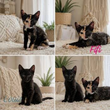 Fifi -  Domestic Short Hair Cat for Adoption in Gun Barrel City, Texas - Fifi | PetCurious