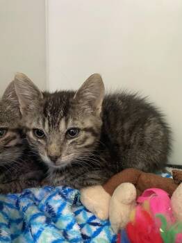 Domestic Short Hair Cats Available for Adoption in Delson, Quebec - Roquefort | PetCurious