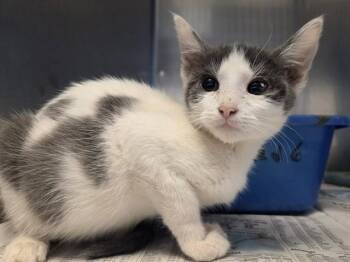 A1053166 -  Domestic Short Hair Cat for Adoption in Martinez, California - A1053166 | PetCurious