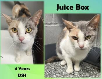 Rescue Domestic Short Hair Cats for Adoption in Greenwood, Indiana - Juice Box | PetCurious