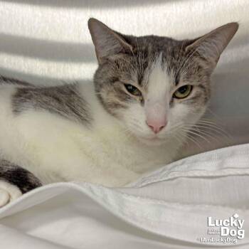 Domestic Short Hair Cats Available for Adoption - Vex | PetCurious