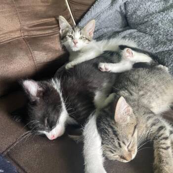 Maddy -  Domestic Short Hair Cat for Adoption in South Haven, Michigan - Maddy | PetCurious