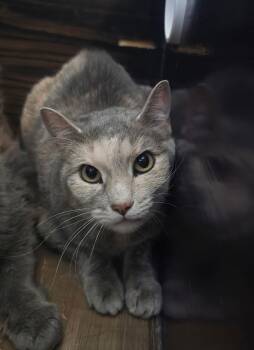 Domestic Short Hair Cats Available for Adoption - Sweetie Pie | PetCurious
