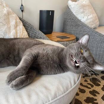 Crowley -  Domestic Short Hair Cat Available for Adoption - Crowley | PetCurious