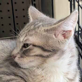 Chili -  Domestic Short Hair Cat for Adoption in Eugene, Oregon - Chili | PetCurious