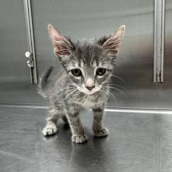Cupcake -  Domestic Short Hair Cat for Adoption in Normal, Illinois - Cupcake | PetCurious