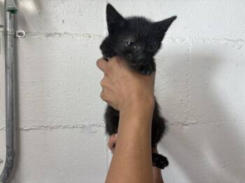 FIONA -  Domestic Short Hair Cat for Adoption in San Bernardino, California - FIONA | PetCurious