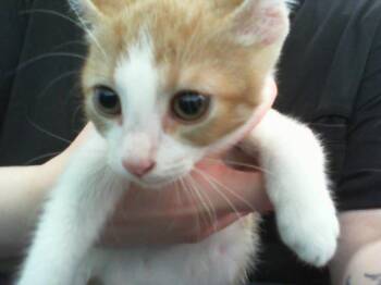 A1271335 -  Domestic Short Hair Cat for Adoption in Charlotte, North Carolina - A1271335 | PetCurious