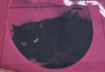 Frankie Freeport -  Domestic Long Hair Cat for Adoption in Westbury, New York - Frankie Freeport | PetCurious