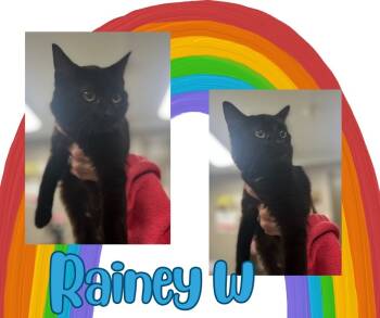 Rescue Domestic Short Hair Cats for Adoption in Hopkinsville, Kentucky - Rainey W | PetCurious