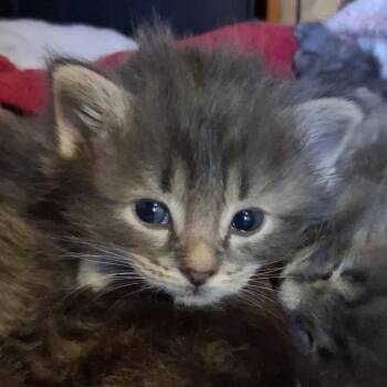 Domestic Long Hair Cats Available for Adoption in Charleston, South Carolina - Shortcake  | PetCurious