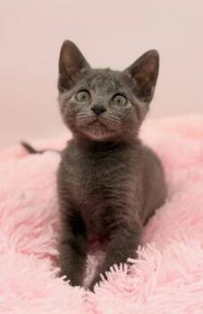 Russian Blue Cats Available for Adoption in Covington, Louisiana - Yoshi | PetCurious