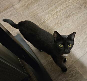 Nina -  Domestic Short Hair Cat for Adoption in Diamond Springs, California - Nina | PetCurious