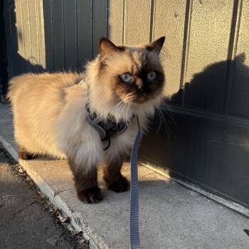Ragdoll and Himalayan Cats Available for Adoption in Brampton, Ontario - Jinx | PetCurious
